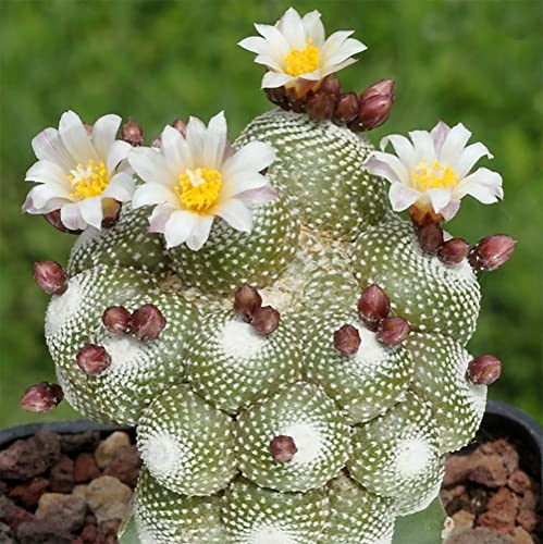 QAUZUY GARDEN 50 Rare Cactus Seeds Blossfeldia Liliputiana - Exotic Perennial Succulent Plants Seeds - Striking Houseplant Indoor Outdoor Container Plant