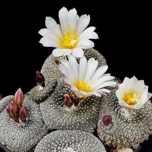 QAUZUY GARDEN 50 Rare Cactus Seeds Blossfeldia Liliputiana - Exotic Perennial Succulent Plants Seeds - Striking Houseplant Indoor Outdoor Container Plant