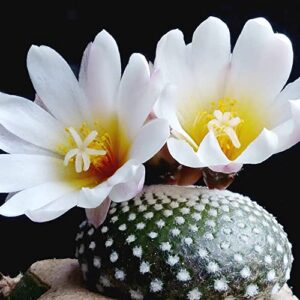 QAUZUY GARDEN 50 Rare Cactus Seeds Blossfeldia Liliputiana - Exotic Perennial Succulent Plants Seeds - Striking Houseplant Indoor Outdoor Container Plant