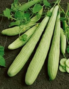 david’s garden seeds cucumber slicing armenian yard long fba-9184 (green) 25 non-gmo, heirloom seeds