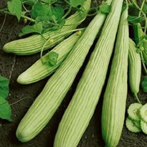 David's Garden Seeds Cucumber Slicing Armenian Yard Long FBA-9184 (Green) 25 Non-GMO, Heirloom Seeds