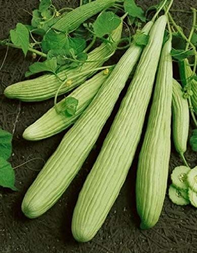 David's Garden Seeds Cucumber Slicing Armenian Yard Long FBA-9184 (Green) 25 Non-GMO, Heirloom Seeds