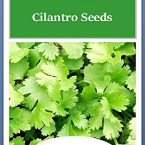 100 Cilantro Seeds | Non-GMO | Fresh Garden Seeds