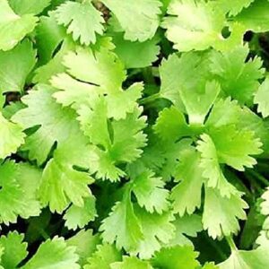 100 Cilantro Seeds | Non-GMO | Fresh Garden Seeds