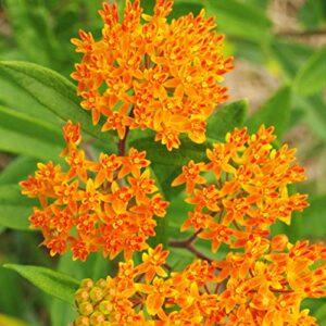butterfly weed flower – perennial garden flower root