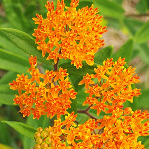 Butterfly Weed Flower - Perennial Garden Flower Root