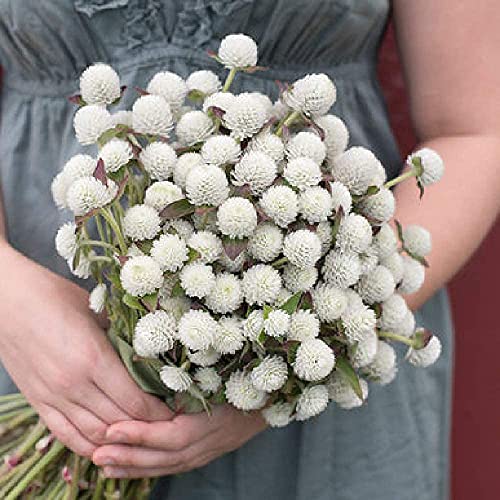 David's Garden Seeds Flower Gomphrena Audray White 4248 (White) 50 Non-GMO, Heirloom Seeds