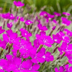 cheddar pink seeds fragrant evergreen showy perennial deer resistant drought tolerant attracts butterflies edging ground covers rock garden outdoor 100pcs by yegaol garden