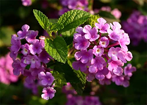 Lantana Camara Seeds Garden Ornamental Flower Plant Seeds Multi Colors 100Pcs