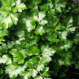 Parsley Herb Garden Seeds - Dark Green Italian Flat-Leaf - 3 Gram Packet - Non-GMO, Heirloom Herbal Gardening & Microgreens Seed