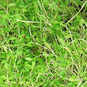 Parsley Herb Garden Seeds - Dark Green Italian Flat-Leaf - 3 Gram Packet - Non-GMO, Heirloom Herbal Gardening & Microgreens Seed