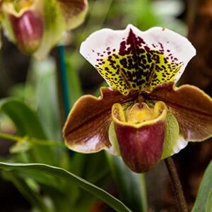 chuxay garden cypripedioideae-lady’s slipper orchids,lady slipper orchids 100 seeds tropical exotic orchids rare small orchid