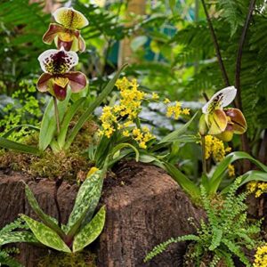 CHUXAY GARDEN Cypripedioideae-Lady's Slipper Orchids,Lady Slipper Orchids 100 Seeds Tropical Exotic Orchids Rare Small Orchid