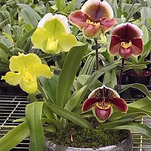 CHUXAY GARDEN Cypripedioideae-Lady's Slipper Orchids,Lady Slipper Orchids 100 Seeds Tropical Exotic Orchids Rare Small Orchid