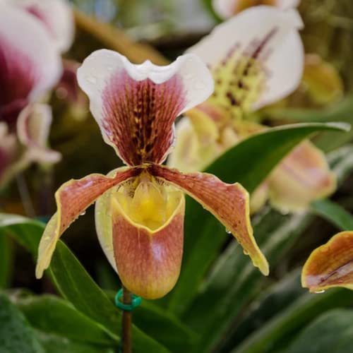 CHUXAY GARDEN Cypripedioideae-Lady's Slipper Orchids,Lady Slipper Orchids 100 Seeds Tropical Exotic Orchids Rare Small Orchid