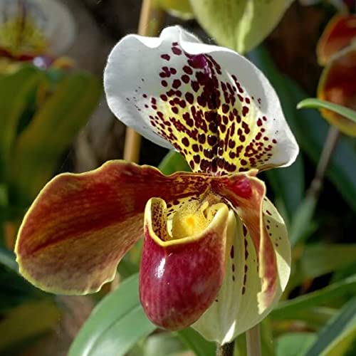 CHUXAY GARDEN Cypripedioideae-Lady's Slipper Orchids,Lady Slipper Orchids 100 Seeds Tropical Exotic Orchids Rare Small Orchid