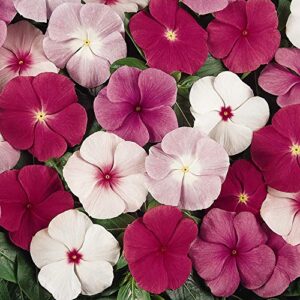 outsidepride vinca periwinkle titan garden flower, ground cover, & container plant mix – 50 seeds