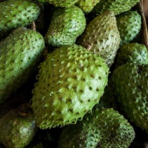 Soursop Giant Tropical Fruit Plant, 10 Seeds Planting Ornaments Perennial Garden Grow Pot Gifts