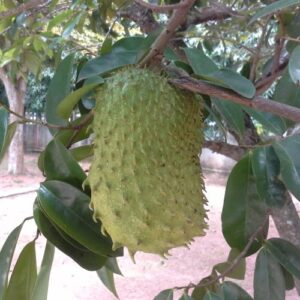 Soursop Giant Tropical Fruit Plant, 10 Seeds Planting Ornaments Perennial Garden Grow Pot Gifts