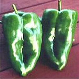 ancho magnifico hot peppers seeds (25+ seeds)(more heirloom, non gmo, vegetable, fruit, herb, flower garden seeds (25+ seeds) at seed king express)