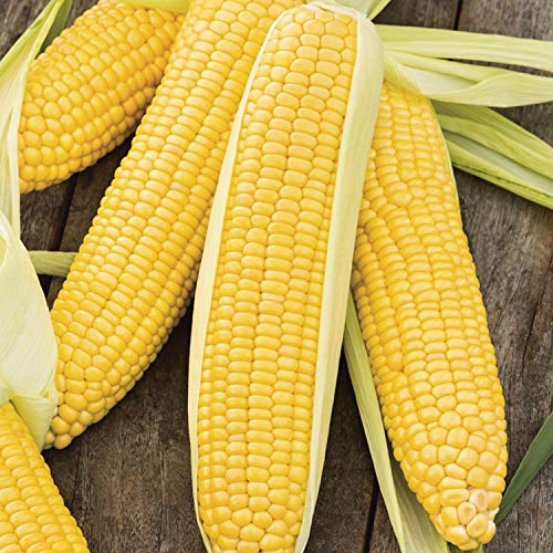 Papaw's Garden Supply LLC Incredible Yellow Sweet Corn Treated Seeds, 200 SEED CT