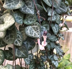 rosary vine – ceropegia woodii – string of hearts – 2.5″ pot – collector’ series