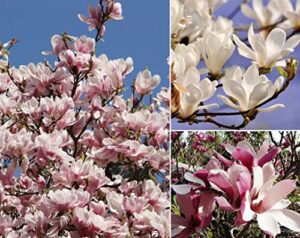 10+ mixed magnolia flower seeds fragrant tree perennial ornamental plant garden