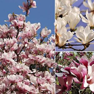 10+ Mixed Magnolia Flower Seeds Fragrant Tree Perennial Ornamental Plant Garden