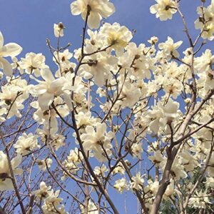 10+ Mixed Magnolia Flower Seeds Fragrant Tree Perennial Ornamental Plant Garden