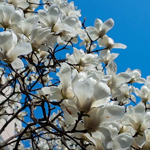 10+ Mixed Magnolia Flower Seeds Fragrant Tree Perennial Ornamental Plant Garden