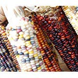 rainbow popcorn many packet sizes for growing heirloom the garden vegetable 267h (50 seeds, or 1/4 oz)