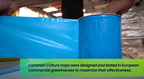 Giant Blue Sticky Traps - Tape Roll, 15cm x 100m - Insect Sticky Traps Plant Traps for Flying Insects, Fruit Fly, gnats Lantern Flies, for Garden Plant Outdoor/Indoor