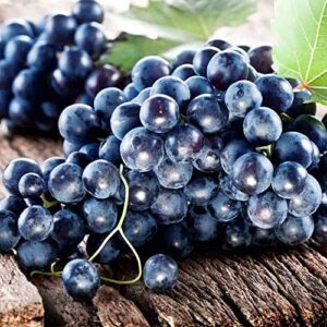 qauzuy garden 20 muscadine grape seeds for planting outdoor vitis rotundifolia e165, non-gmo seeds, delicious and nutritious fruits survival gear food seeds