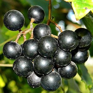 QAUZUY GARDEN 20 Muscadine Grape Seeds for Planting Outdoor Vitis rotundifolia E165, Non-GMO Seeds, Delicious and Nutritious Fruits Survival Gear Food Seeds