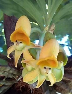 yunakesa fresh seeds – 25 seeds yellow face sun orchids flowers garden plant