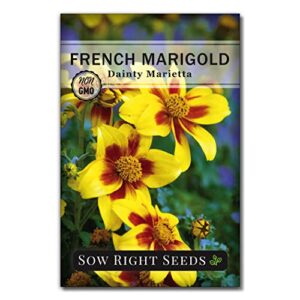 sow right seeds – dainty marietta marigold seeds for planting, beautiful to plant in your flower garden; non-gmo heirloom seeds; wonderful gardening gift (1)