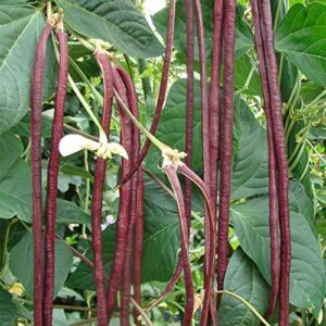 yard long bean – red noodle – 6 g packet ~30 seeds – non-gmo, heirloom – asian garden vegetable