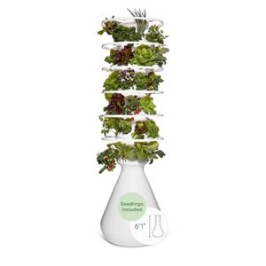lettuce grow farmstand starter kit with glow rings and seedlings included | 36 plant hydroponic growing system kit | vertical garden planter tower with 36 pre-grown plants | 6ft 1in tall