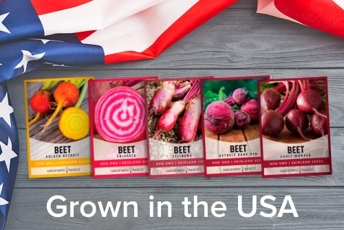 Beet Seeds for Planting Home Garden - 5 Variety Pack Detroit Dark Red, Golden Detroit, Early Wonder, Cylindria and Chioggia Great for Spring, Summer, Fall, Heirloom Veggie Seeds by Gardeners Basics