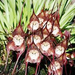 QAUZUY GARDEN Dracula Simia Seeds 200 Mix Rare Monkey Face Orchid Monkey-Like Dracula Seeds - Non-GMO Orchid Seeds - Striking Perennial Orchid Flower for Garden Home