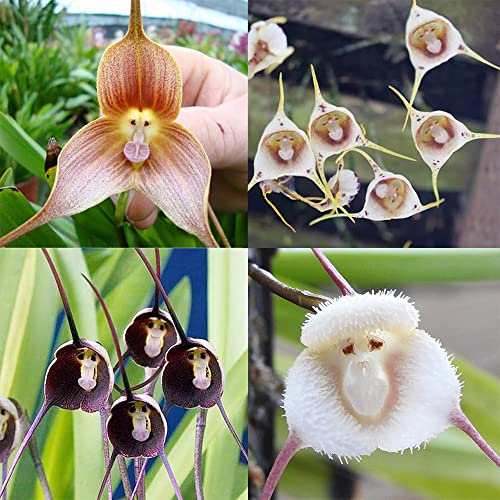 QAUZUY GARDEN Dracula Simia Seeds 200 Mix Rare Monkey Face Orchid Monkey-Like Dracula Seeds - Non-GMO Orchid Seeds - Striking Perennial Orchid Flower for Garden Home