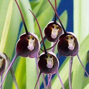 QAUZUY GARDEN Dracula Simia Seeds 200 Mix Rare Monkey Face Orchid Monkey-Like Dracula Seeds - Non-GMO Orchid Seeds - Striking Perennial Orchid Flower for Garden Home