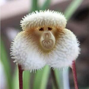 QAUZUY GARDEN Dracula Simia Seeds 200 Mix Rare Monkey Face Orchid Monkey-Like Dracula Seeds - Non-GMO Orchid Seeds - Striking Perennial Orchid Flower for Garden Home