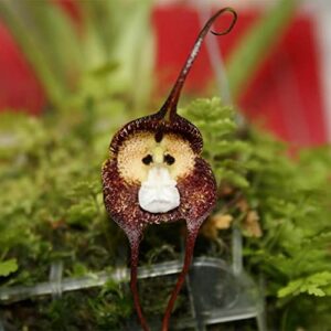 QAUZUY GARDEN Dracula Simia Seeds 200 Mix Rare Monkey Face Orchid Monkey-Like Dracula Seeds - Non-GMO Orchid Seeds - Striking Perennial Orchid Flower for Garden Home