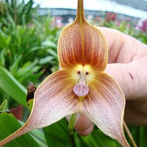 QAUZUY GARDEN Dracula Simia Seeds 200 Mix Rare Monkey Face Orchid Monkey-Like Dracula Seeds - Non-GMO Orchid Seeds - Striking Perennial Orchid Flower for Garden Home