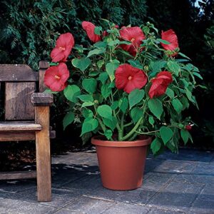 outsidepride hardy hibiscus luna red garden & container plant flower seed – 10 seeds
