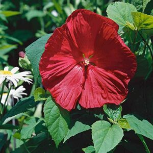 Outsidepride Hardy Hibiscus Luna Red Garden & Container Plant Flower Seed - 10 Seeds