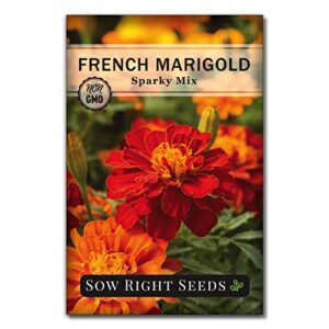 sow right seeds -sparky marigold seeds for planting, beautiful to plant in your flower garden; non-gmo heirloom seeds; wonderful gardening gift (1)