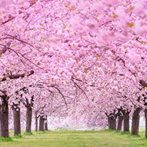 30 Pcs Weeping Sakura Seeds Plant Cherry Blossom Seeds,for Growing Seeds in The Garden or Home Vegetable Garden