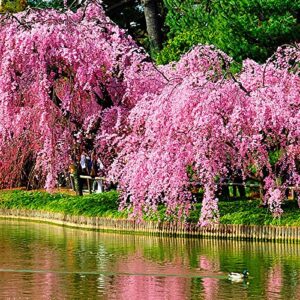 30 pcs weeping sakura seeds plant cherry blossom seeds,for growing seeds in the garden or home vegetable garden